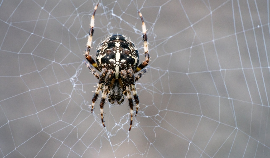 Паук на узорной паутине крупным планом