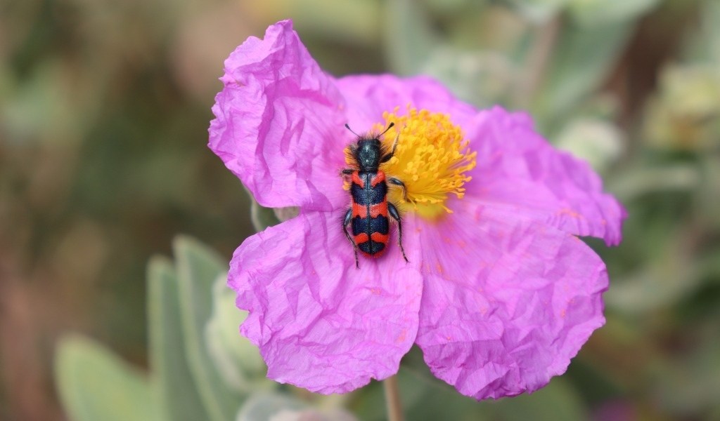 Полосатый жук сидит на розовом цветке