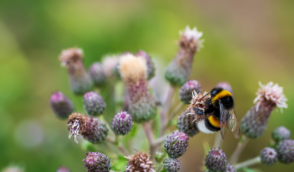 Полосатый шмель сидит на колючем цветке