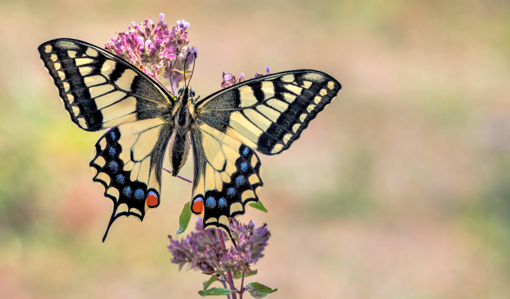Бабочка махаон сидит на розовом цветке 