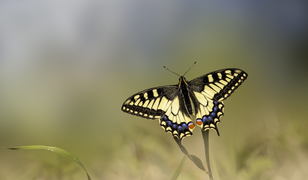 Бабочка махаон сидит на зеленой траве