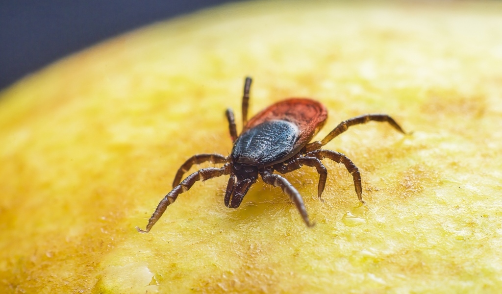 Клещ на желтой поверхности крупным планом
