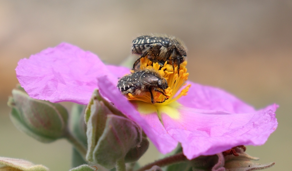 Два черных жука на розовом цветке
