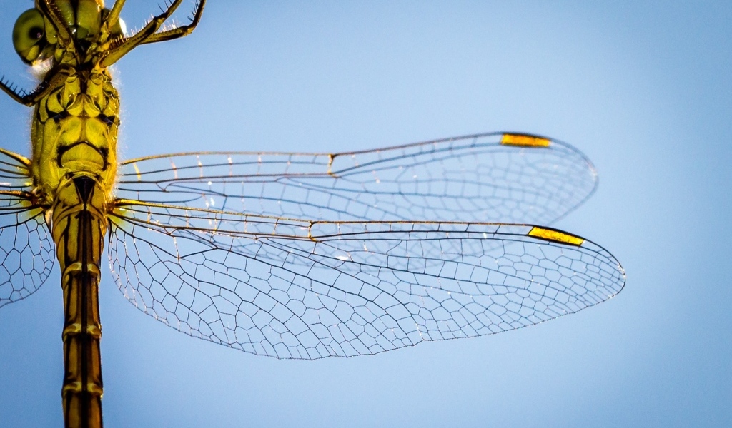 Два прозрачных крыла у большой стрекозы на голубом фоне