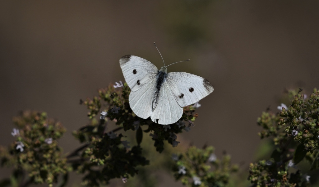 Белая бабочка капустница сидит на растении