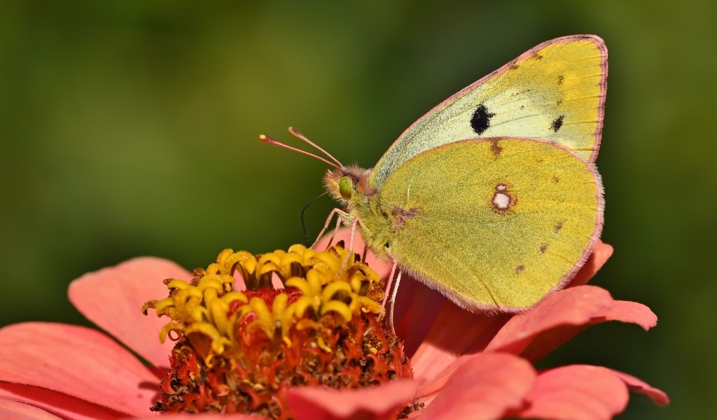 Желтая бабочка сидит на розовом цветке циннии 