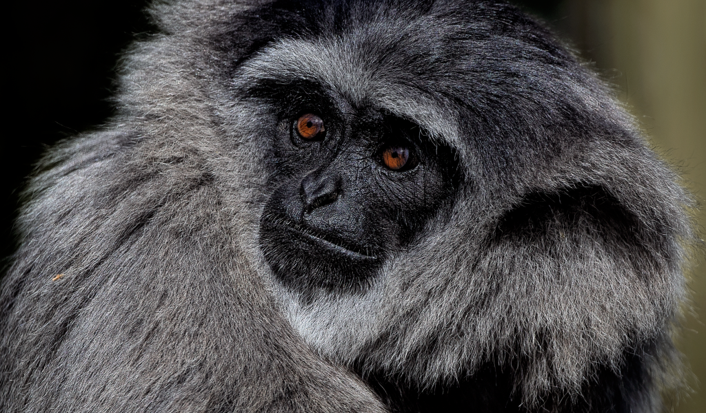 Большой серебристый гиббон крупным планом