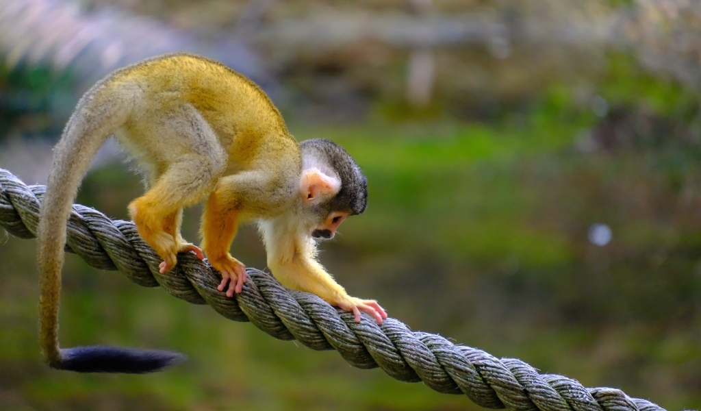 Маленькая обезьянка на канате