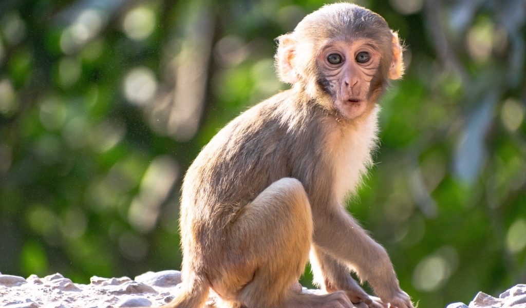 Маленькая обезьяна сидит на камне
