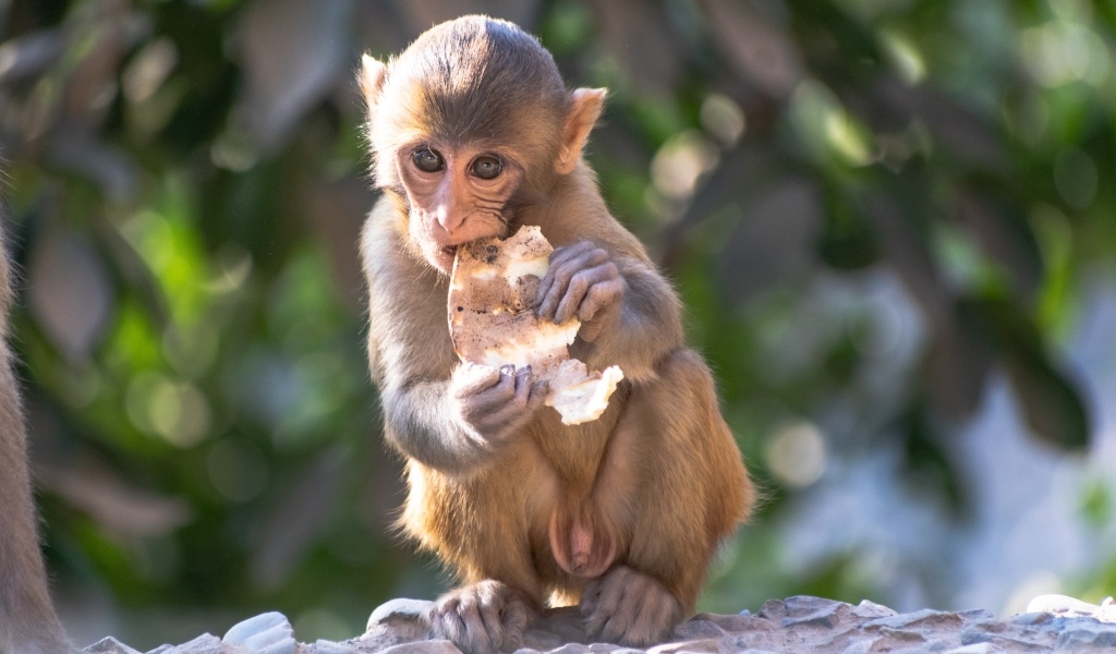 Маленькая обезьянка с едой