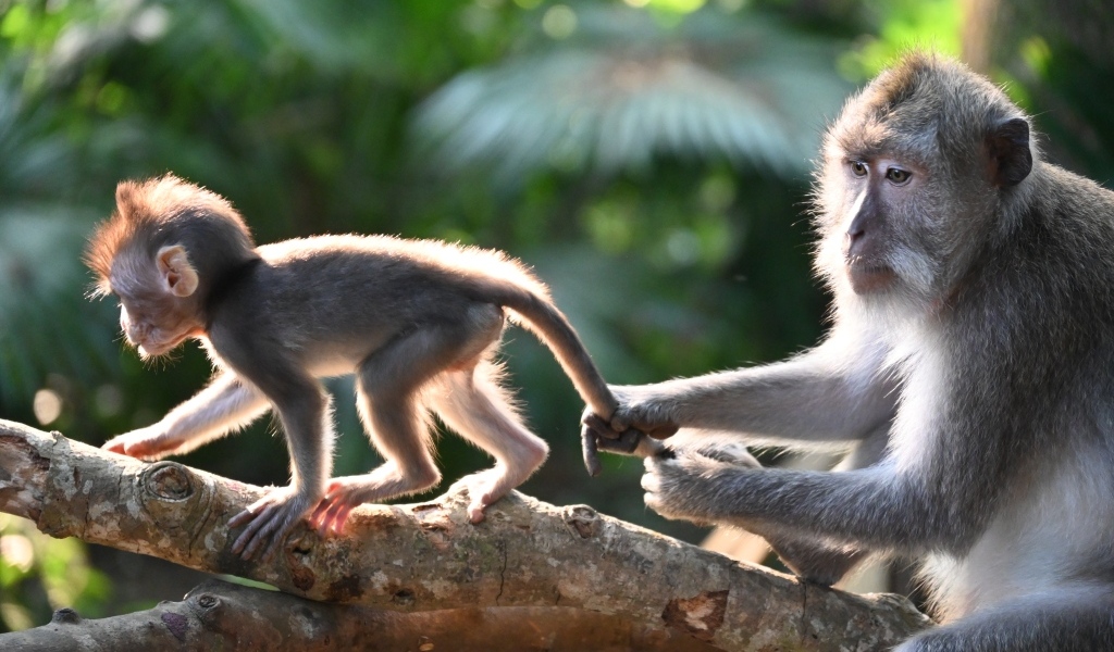 Макака с детенышем на ветке дерева