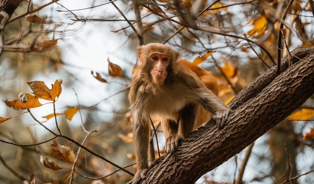 Обезьяна на дереве в ветках