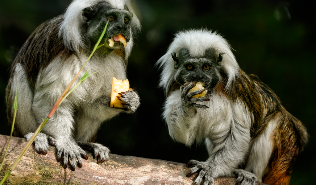 Две обезьяны хлопковый тамарин