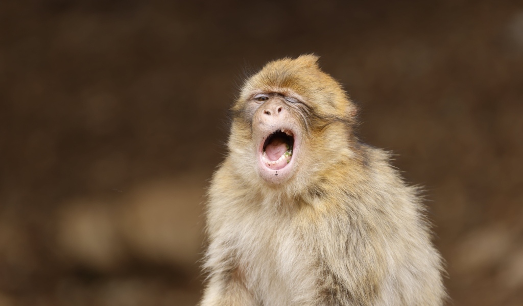 Зевающая обезьяна крупным планом