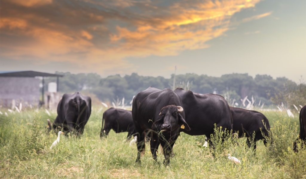 Большие черные быки на фоне неба