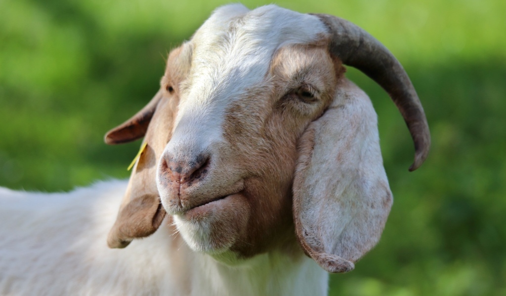 Большая рогатая коза с длинными ушами