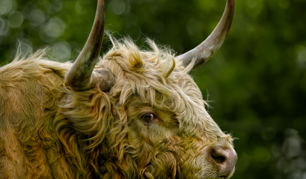 Большой лохматый бык с большими рогами