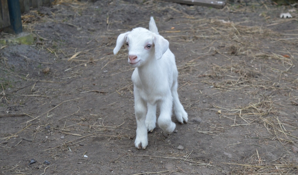 Милый маленький белый козленок