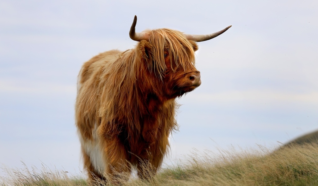 Лохматая высокогорная корова