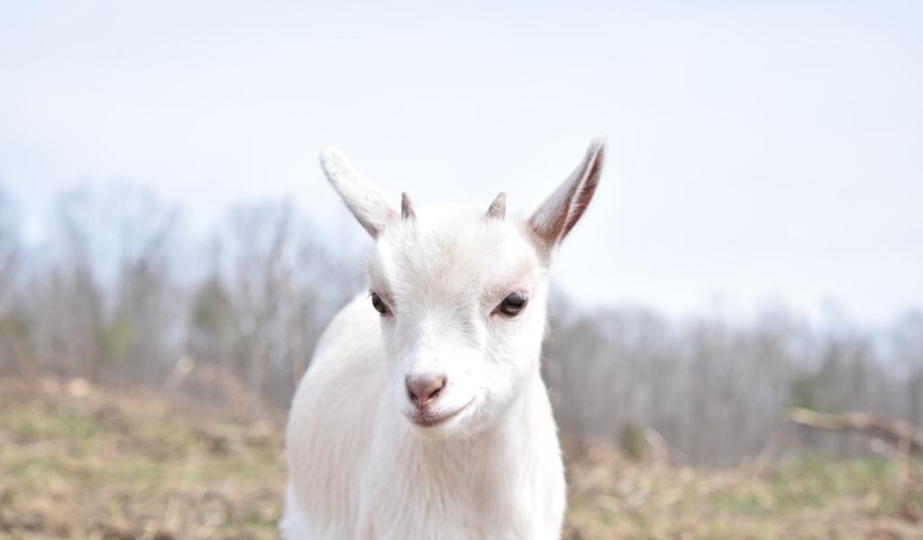 Белый домашний козленок с маленькими рожками