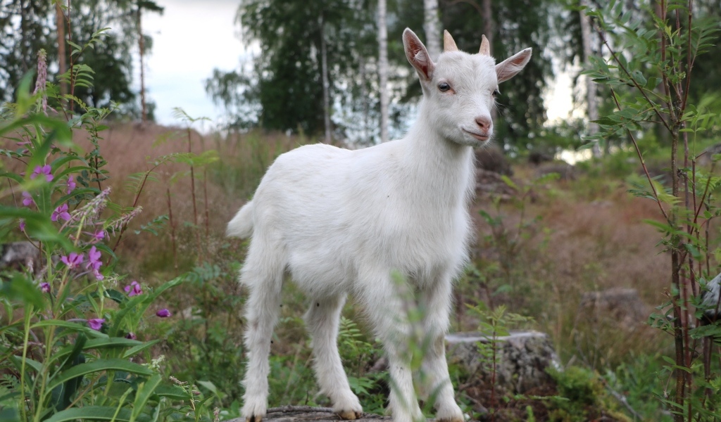 Белый козленок стоит на камне