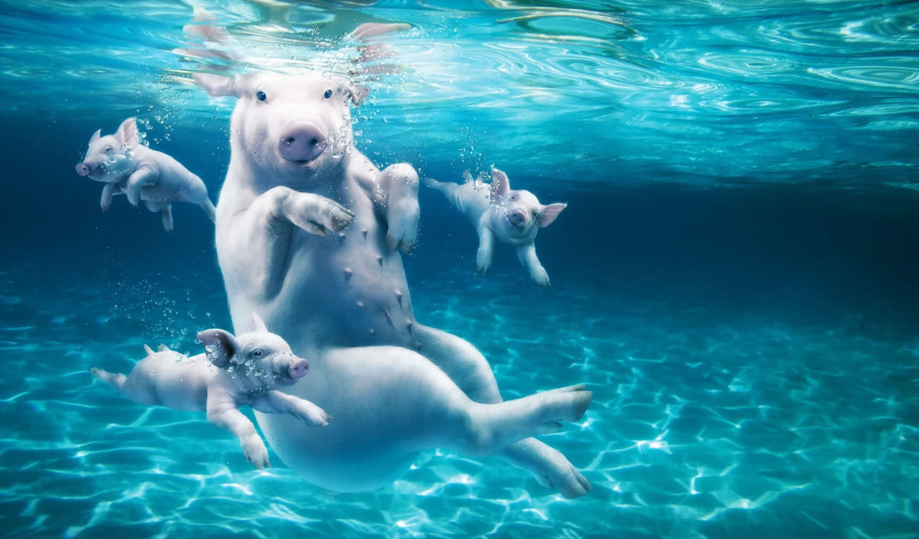 Розовые свиньи плавают в воде