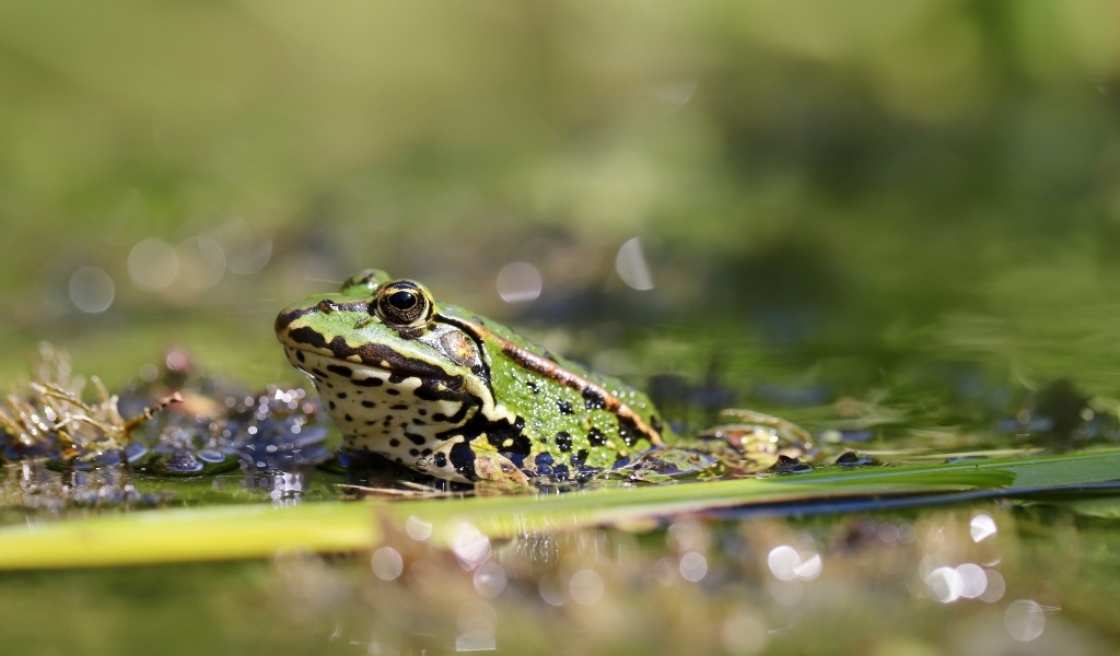Жаба сидит на листке в пруду