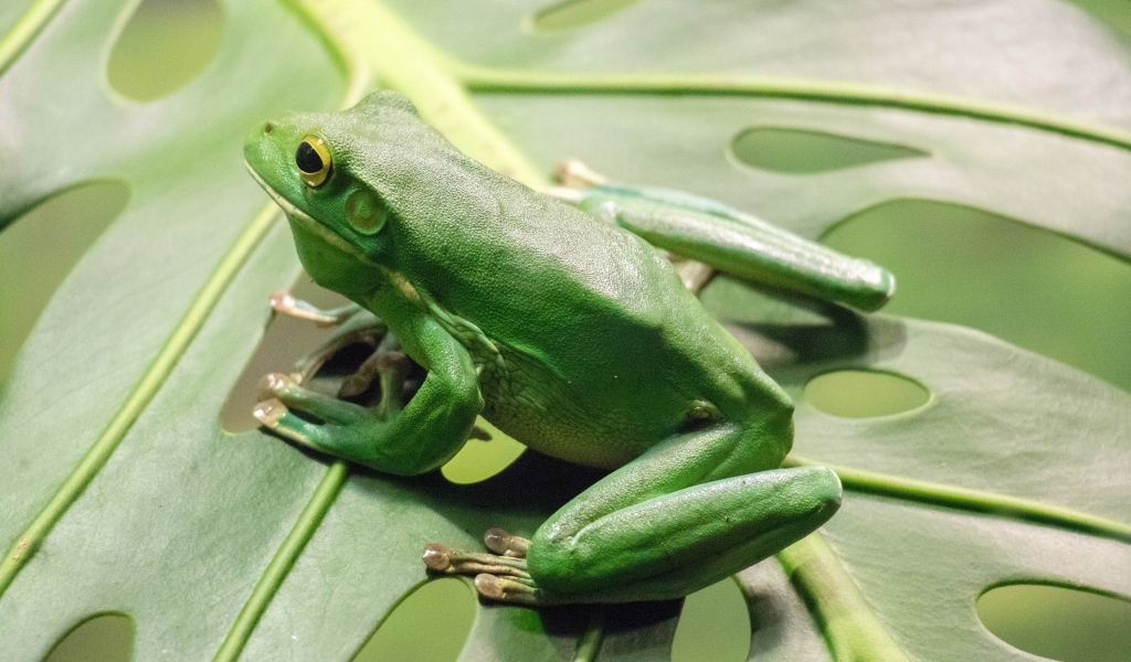 Большая зеленая лягушка сидит на листе