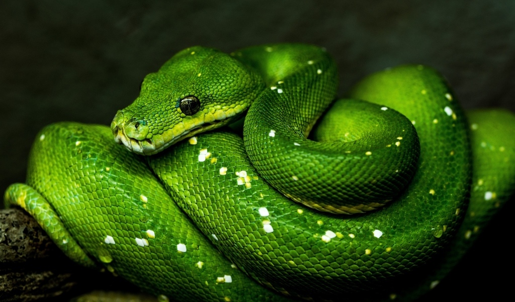 Большая зеленая змея на ветке дерева