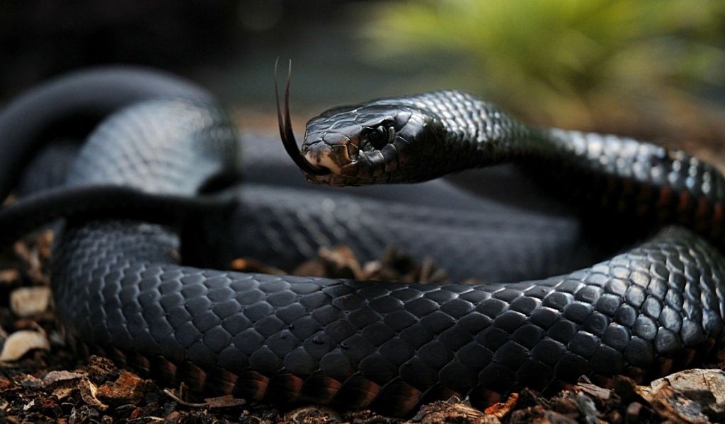 Черная змея с высунутым языком