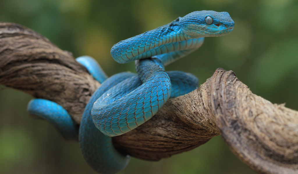 Голубая змея висит на ветке дерева