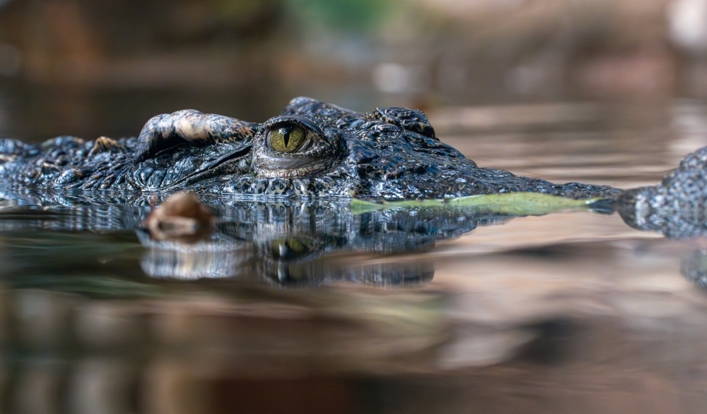 Крокодил прячется в воде