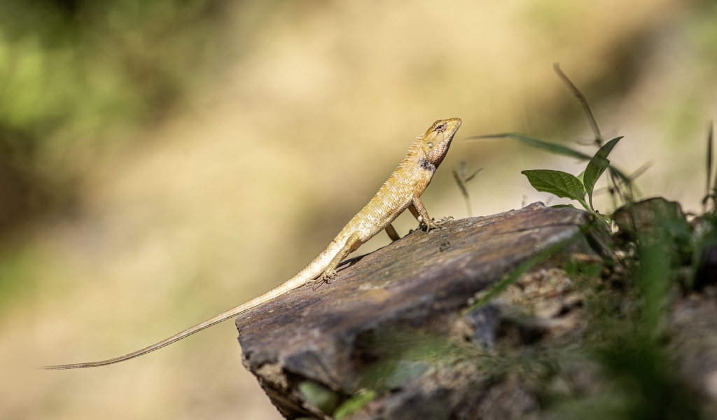 Садовая ящерица сидит на камне