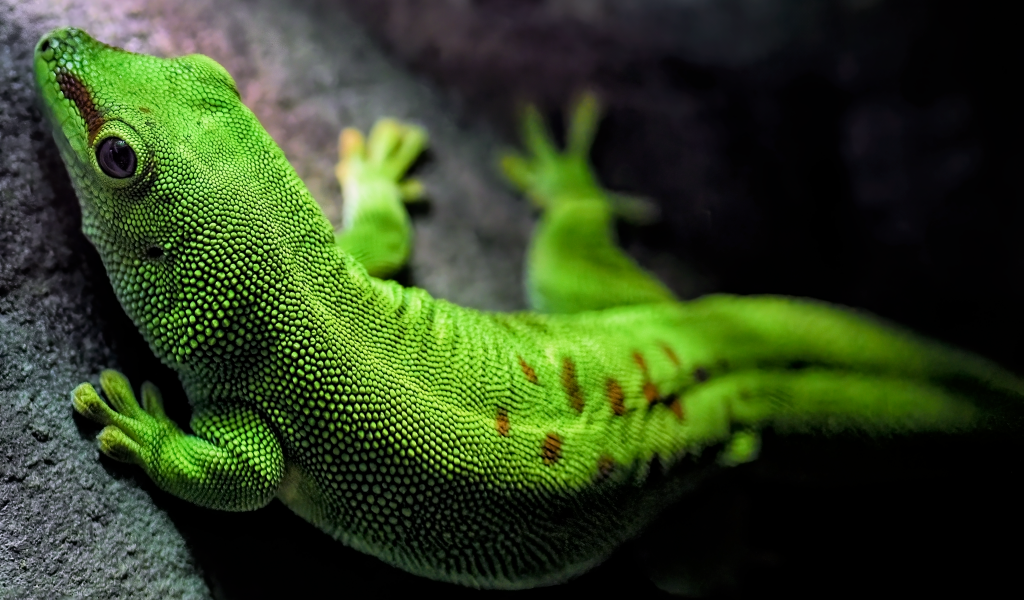 Зеленый мадагаскарский геккон на камне
