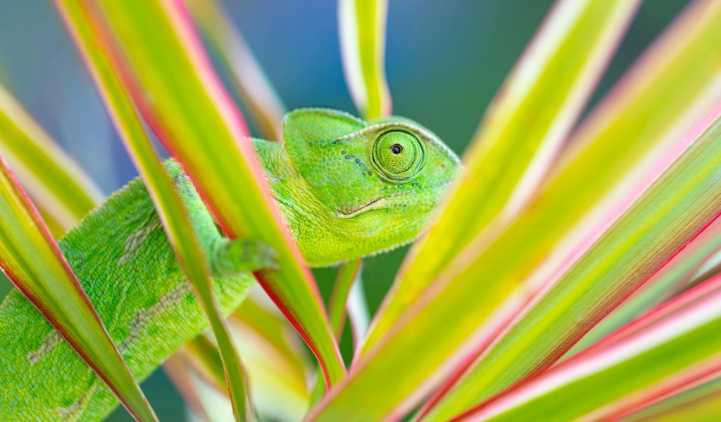 Зеленый хамелеон прячется в зеленых листьях