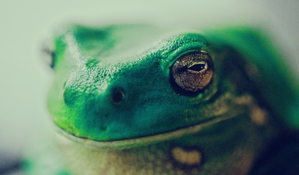 Голова зеленой лягушки крупным планом
