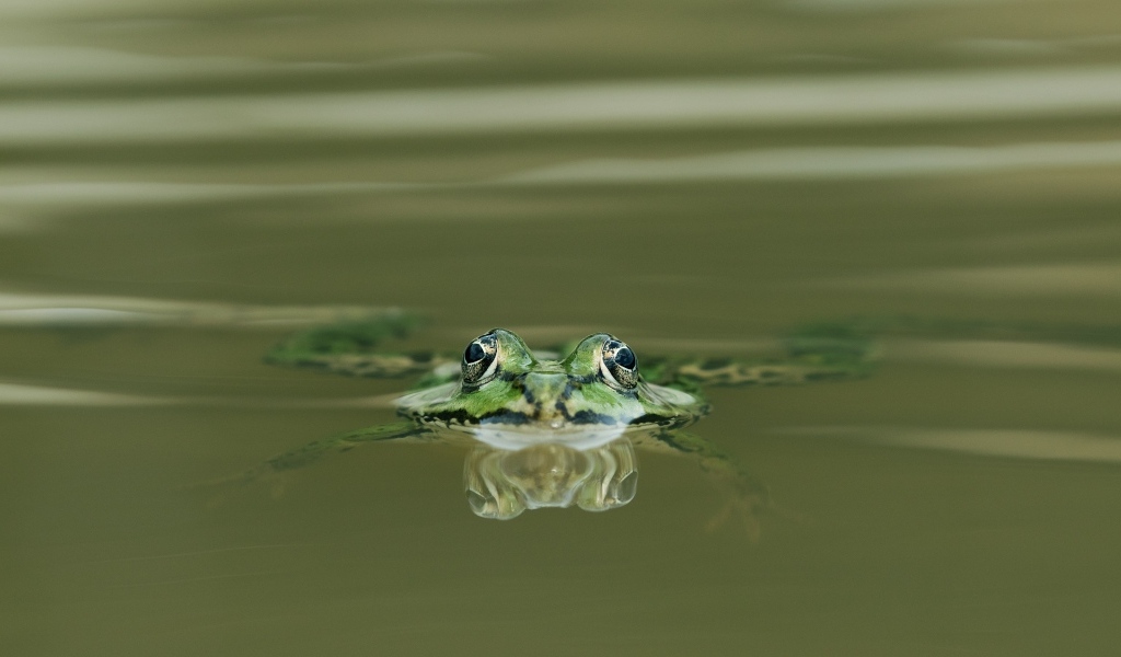 Зеленая лягушка прячется в воде