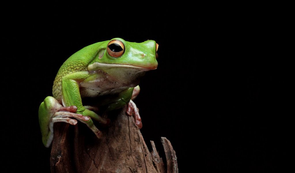 Зеленая лягушка сидит на сухой ветке 