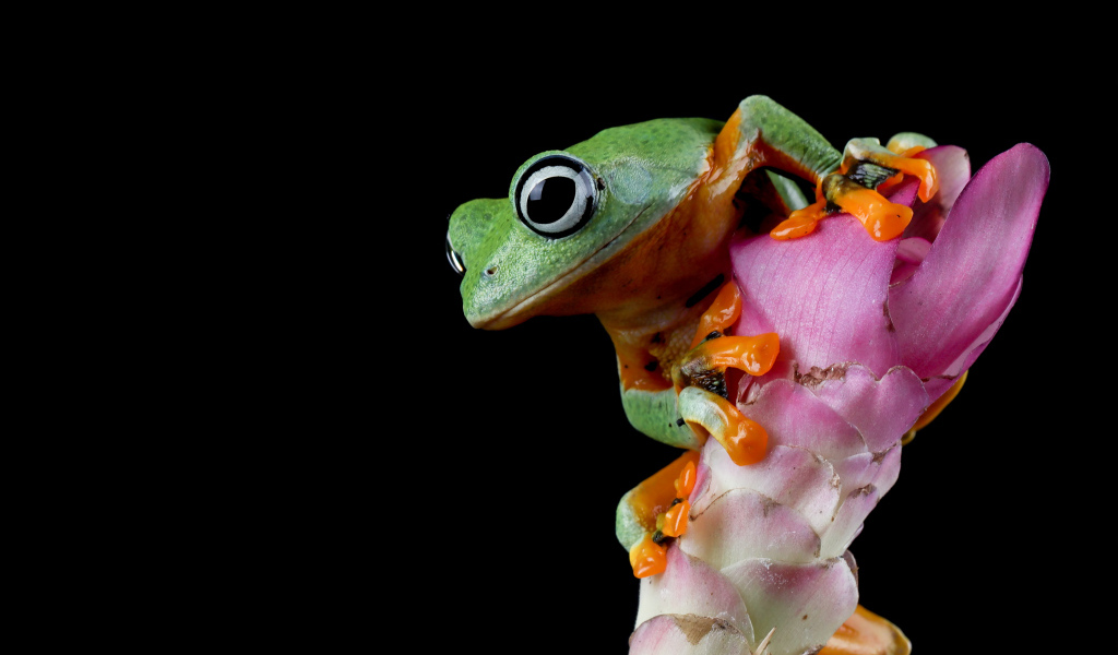 Зеленая лягушка сидит на розовом цветке на черном фоне