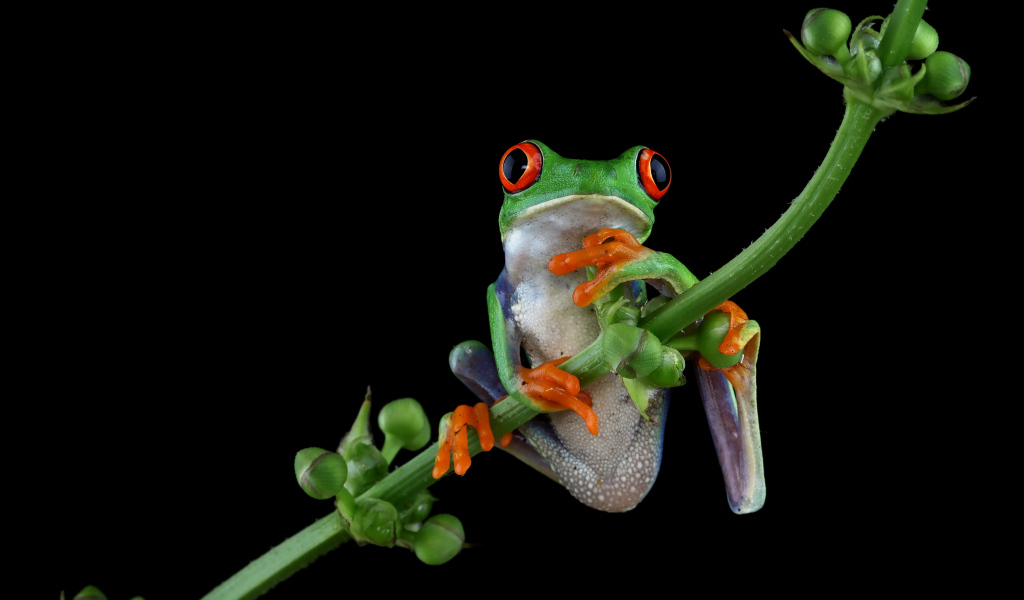 Зеленая лягушка с красными глазами висит на ветке