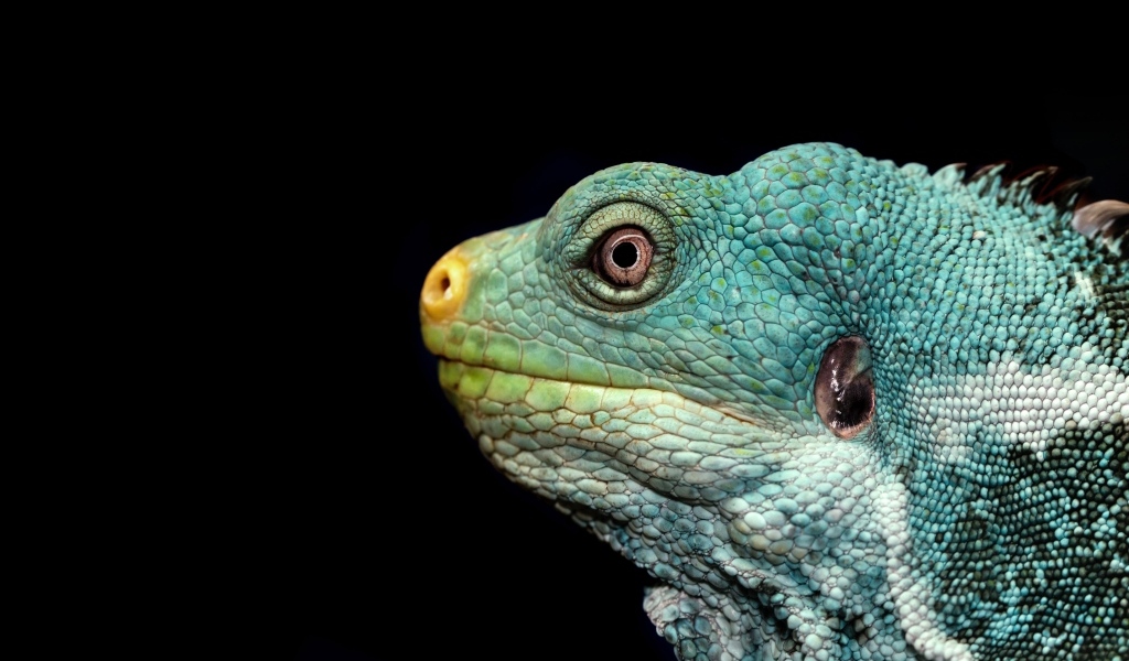 Голова зеленой игуаны на черном фоне