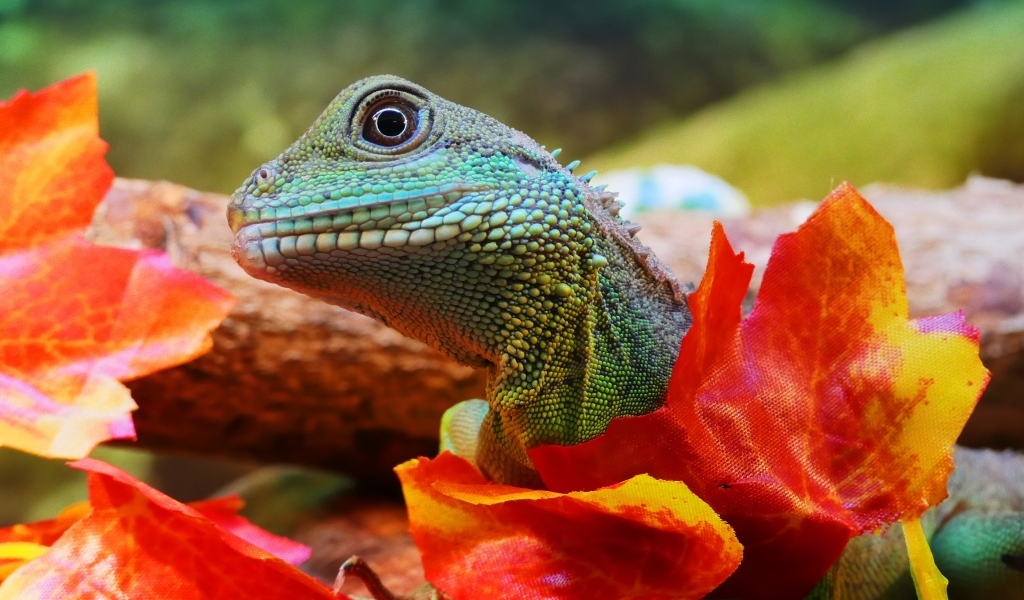 Зеленая ящерица в оранжевых листьях