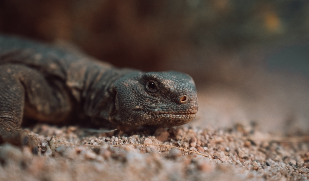 Дракон комодо на земле 