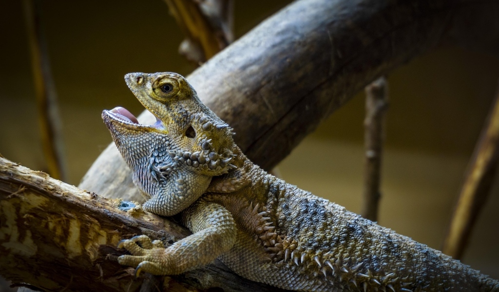Большая агама на ветке с открытым ртом