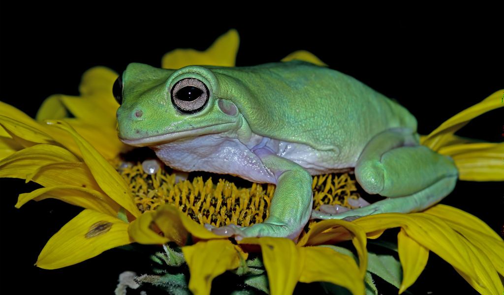 Большая зеленая лягушка на желтом цветке подсолнуха