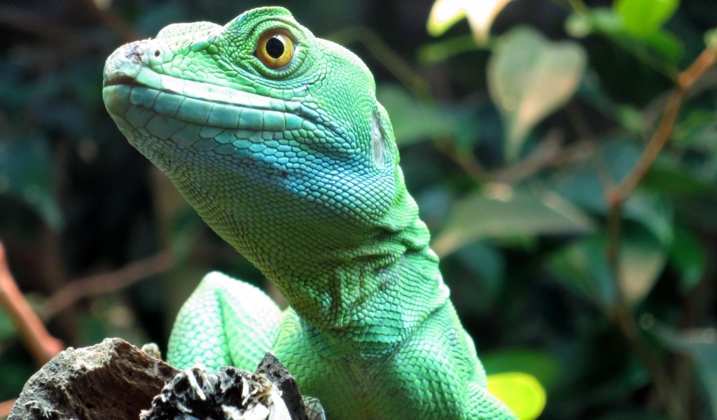 Большая зеленая ящерица в террариуме