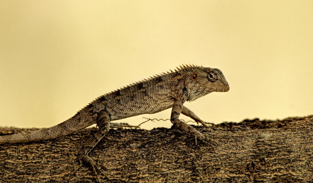 Большая серая ящерица на дереве