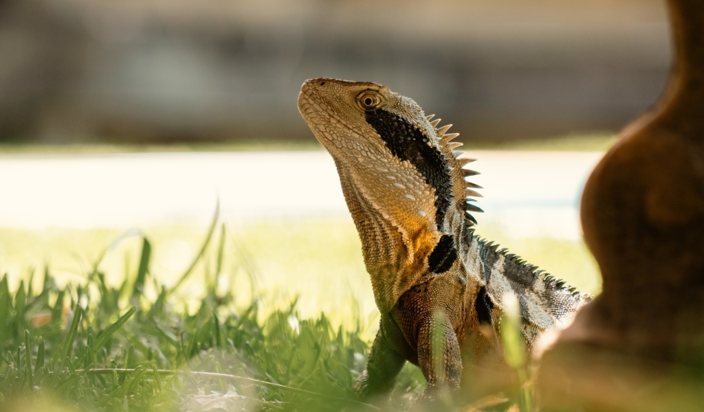 Большая игуана в зеленой траве 
