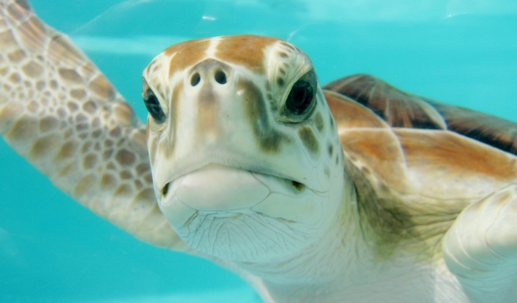 Большая черепаха под водой крупным планом