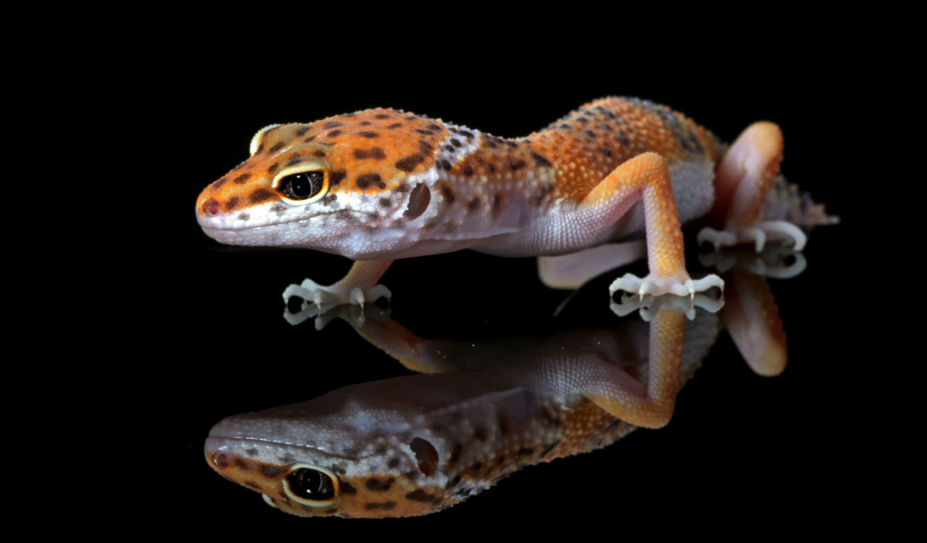 Леопардовый геккон крупным планом в отражении на черном фоне